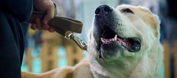 Грузинская горная собака - Sputnik Грузия