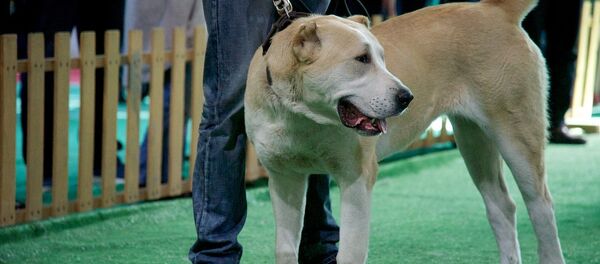 Ум и преданность - грузинская горная собака - Sputnik Грузия