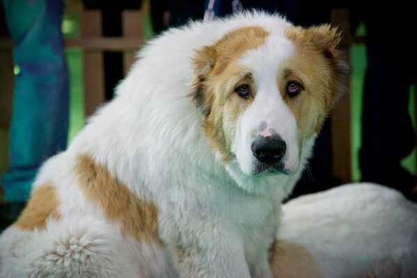 ქართული მთის ძაღლების მეპატრონეები აცხადებენ, რომ ამ ჯიშის ძაღლები კარგი მოდარააჯეები და მცველები არიან - Sputnik საქართველო