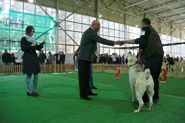 Грузинские горные собаки на выставке Tarti 2016 - награждение одного из участников. - Sputnik Грузия
