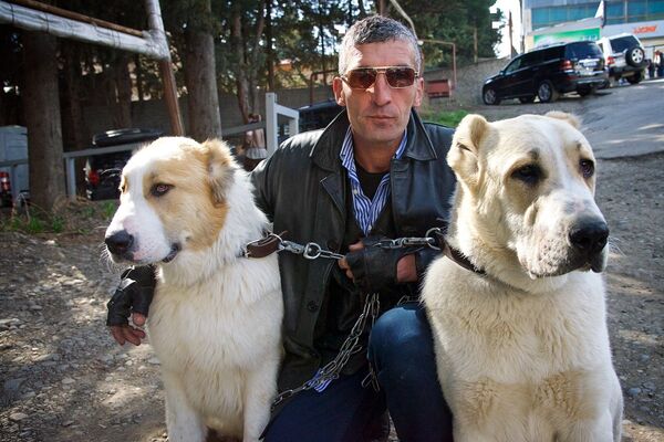 Тамаз Мегрелишвили со своим питомцами, завоевавшими награды на выставке Tarti 2016 в Тбилиси. Как говорит владелец грузинских горных собак, им обязательно нужен постоянный контакт с людьми - как детьми, так и взрослыми, иначе они одичают и потом их нельзя перевоспитать. - Sputnik Грузия