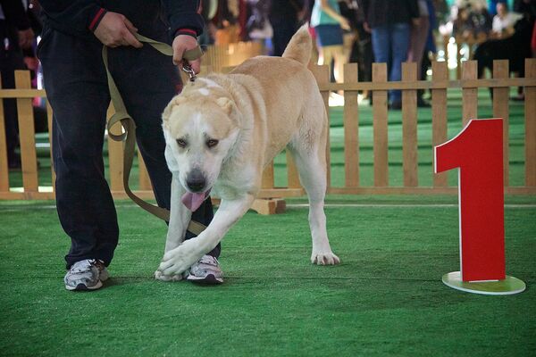 Один из победителей монопородной выставки собак Tarti 2016. - Sputnik Грузия