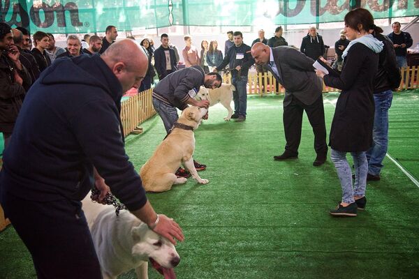 Судьи оценивают грузинских горных собак на монопородной выставке Tarti 2016. - Sputnik Грузия