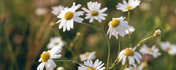 Ромашка - Sputnik Грузия