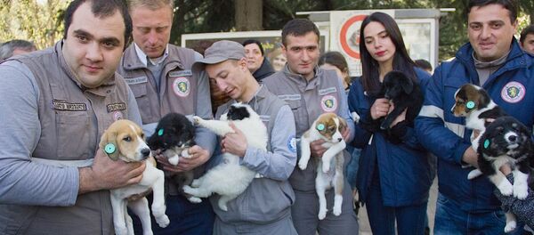 На улицах Тбилиси прохожим дарили щенков - Sputnik Грузия