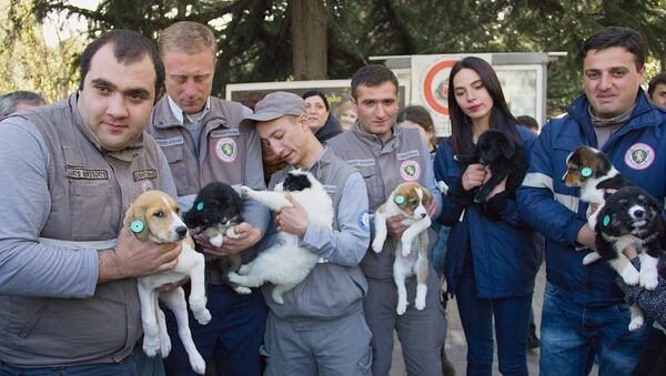 На улицах Тбилиси прохожим дарили щенков - Sputnik Грузия