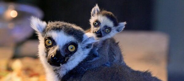 ლემურები თბილისის ზოოპარკში - Sputnik საქართველო
