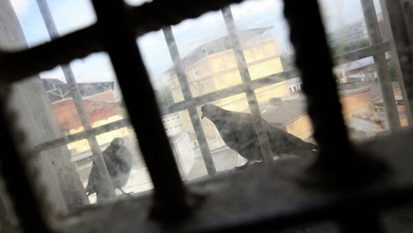 მტრედი ციხის საკნის ფანჯრიდან - Sputnik საქართველო