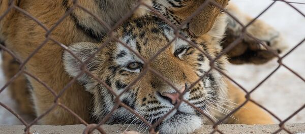 Амурские тигрята Амурские тигрята - Sputnik Грузия