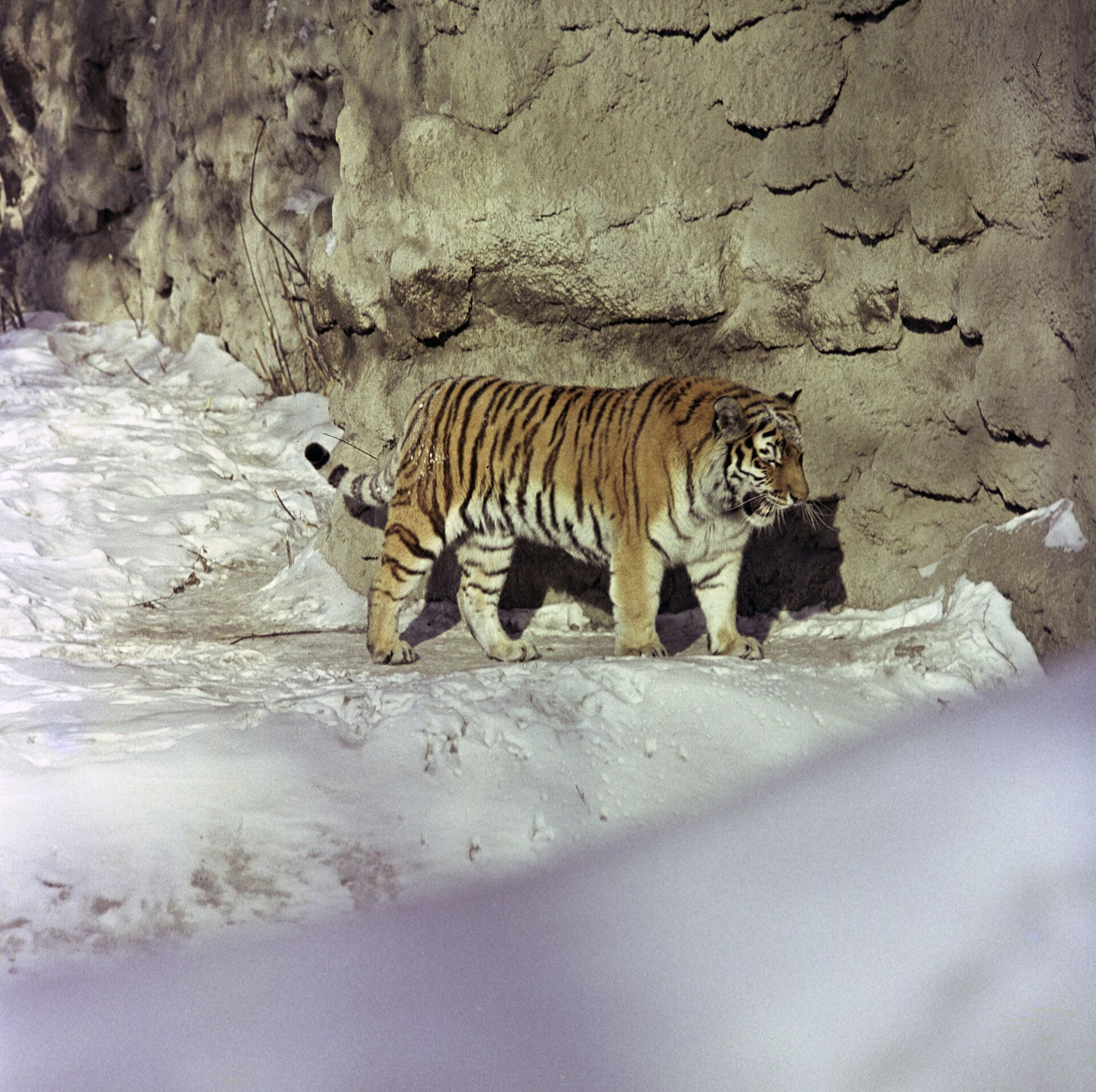 Амурский тигр (уссурийский или дальневосточный) - Sputnik Грузия, 1920, 30.12.2021