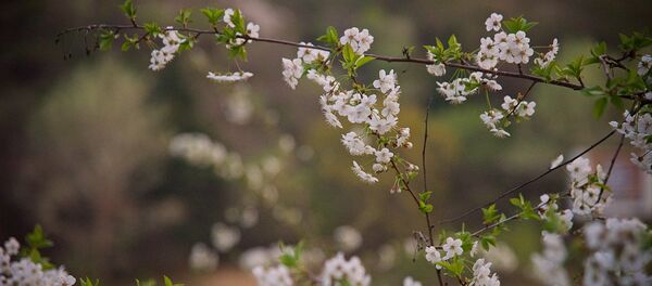 Весна. Деревья в цвету Весна. Деревья в цвету - Sputnik Грузия