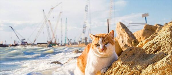 Кот Мостик - Sputnik Грузия