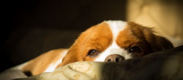 როცა ჩვენი ოჯახის ოთხფეხა წევრი — ძაღლი შეუძლოდ ხდება, ზუსტად ისევე ვფეთდებით“, როგორც პატარა ბავშვის ავადმყოფობისას როცა ჩვენი ოჯახის ოთხფეხა წევრი — ძაღლი შეუძლოდ ხდება, ზუსტად ისევე ვფეთდებით“, როგორც პატარა ბავშვის ავადმყოფობისას - Sputnik საქართველო