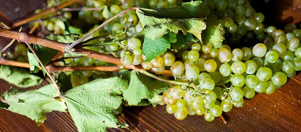 რთველი - Sputnik საქართველო