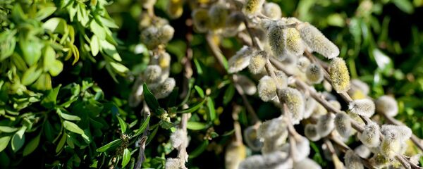 Самшит - Sputnik Грузия