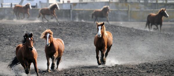 ცხენები - Sputnik საქართველო