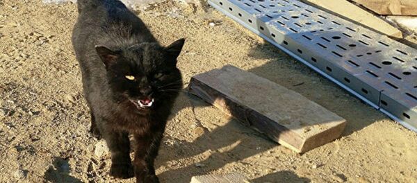 Кот, живущий в 100 метрах от стартового стола на космодроме Восточный - Sputnik Грузия