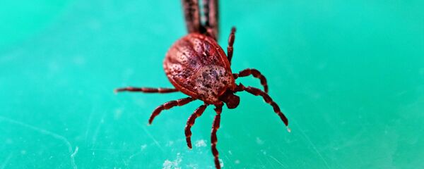 ტკიპა ლაბორატორიაში - Sputnik საქართველო