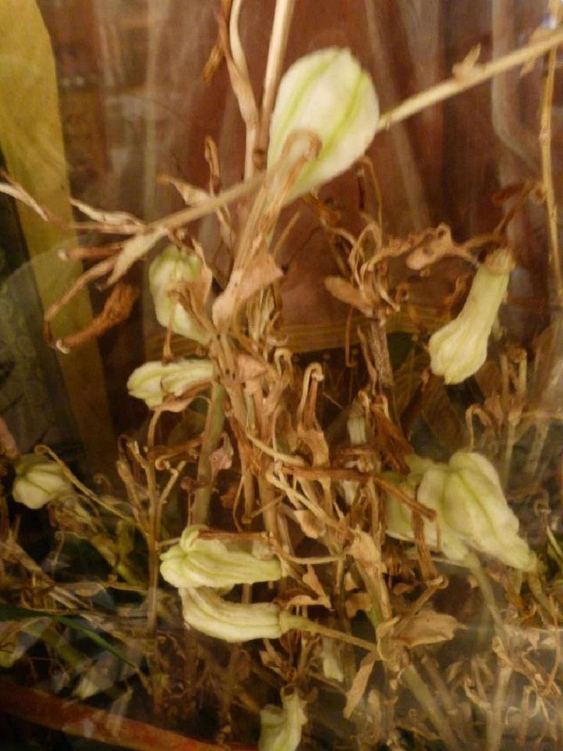Цветок лилии, который оживает в день Успения Богородицы - Sputnik Грузия, 1920, 05.08.2022