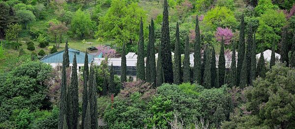 ბოტანიკური ბაღი ბოტანიკური ბაღი - Sputnik საქართველო