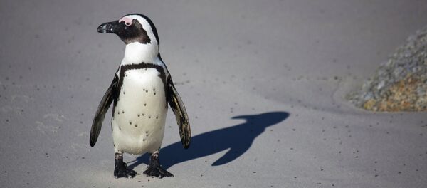 Пингвин Пингвин - Sputnik Грузия