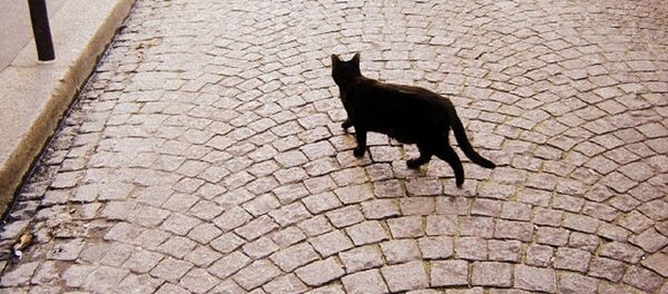Черная кошка Черная кошка - Sputnik საქართველო