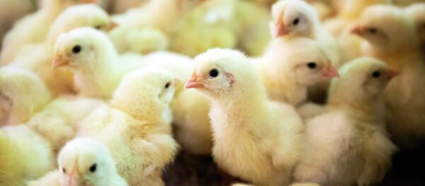 წიწილები წიწილები - Sputnik საქართველო