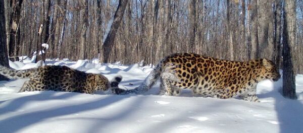 Алекса ведет двух котят через снега - Sputnik Грузия