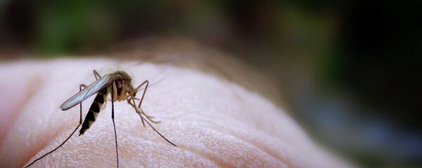 Комар - Sputnik Грузия