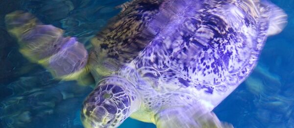 კუ კუ - Sputnik საქართველო