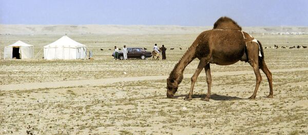Веблюд - Sputnik Грузия