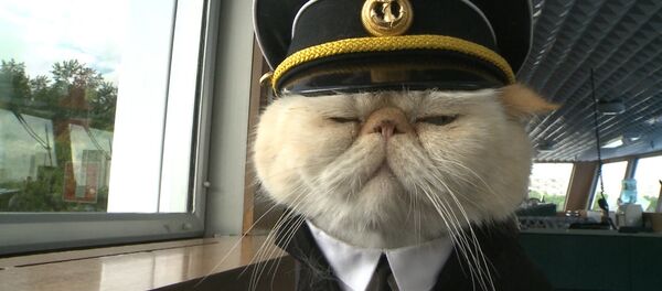 Хвостатый экипаж - коты в форме служат на корабле и ходят в море - Sputnik Грузия