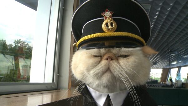 Хвостатый экипаж - коты в форме служат на корабле и ходят в море - Sputnik Грузия