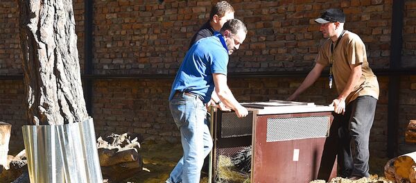 მანგუსტები, კოატები და მაჩვზღარბები -თბილისის ზოოპარკს ახალი ბინადრები შეემატა მანგუსტები, კოატები და მაჩვზღარბები -თბილისის ზოოპარკს ახალი ბინადრები შეემატა - Sputnik საქართველო