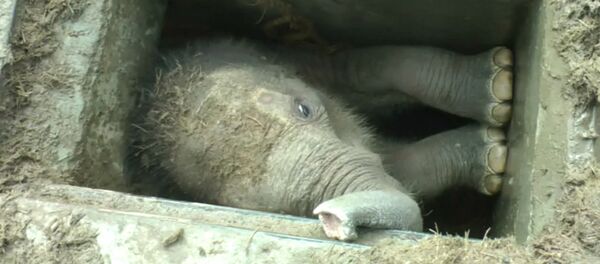 Застрявшего в водостоке в Шри-Ланке слоненка вытаскивали за ноги и хобот - Sputnik Грузия