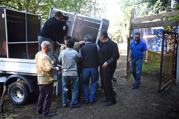 Сотрудники зоопарка сгружают с машины контейнер, в котором находится антилопа гну. - Sputnik Грузия