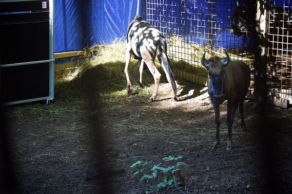 Антилопы гну в тбилисском зоопарке. - Sputnik Грузия