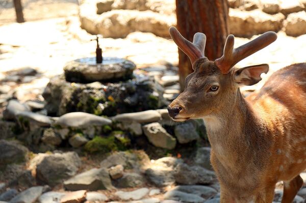 Куда пойти с детьми в Тбилиси - Sputnik Грузия