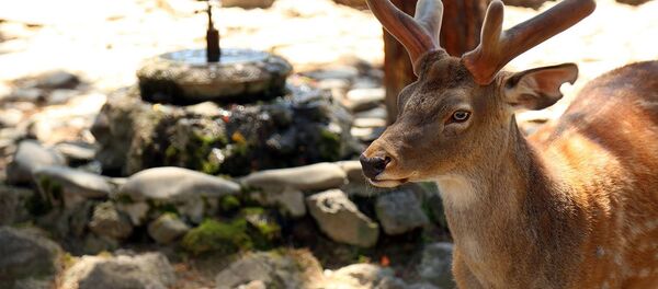 Тбилисский зоопарк. Лань - Sputnik Грузия