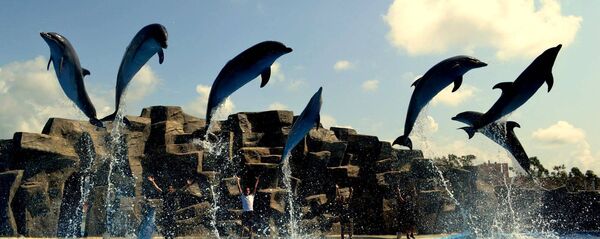 ბათუმის დელფინარიუმი ბათუმის დელფინარიუმი - Sputnik საქართველო