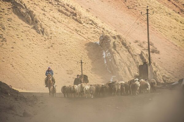 Чабаны во время перегона овец. Фотография снята во время командировки нашего фотографа в регионы - Sputnik Грузия