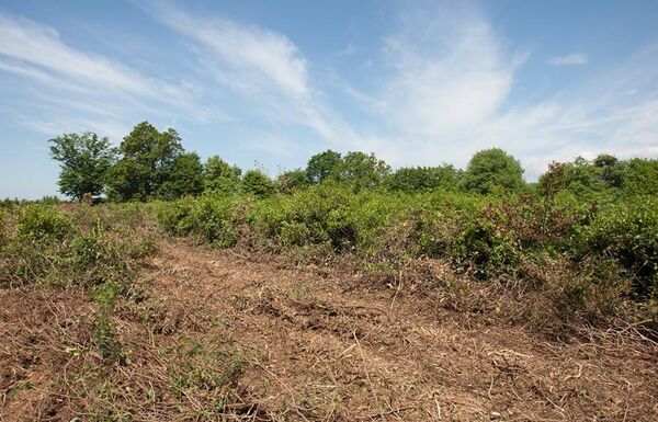 Востановление чайных плантаций - Sputnik Грузия