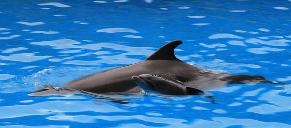 ბათუმის დელფინარიუმში შოუს მსვლელობისას  პატარა დელფინი დაიბადა ბათუმის დელფინარიუმში შოუს მსვლელობისას  პატარა დელფინი დაიბადა - Sputnik საქართველო