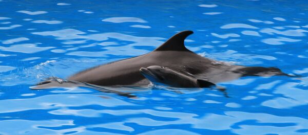 დელფინი დელფინი - Sputnik საქართველო