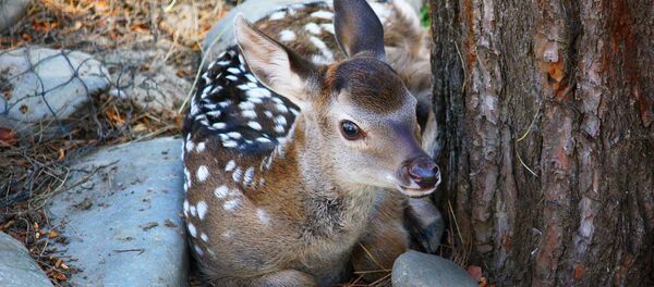 ხალებიანი ირმის ნუკრი თბილისის ზოოპარკში ხალებიანი ირმის ნუკრი თბილისის ზოოპარკში - Sputnik საქართველო
