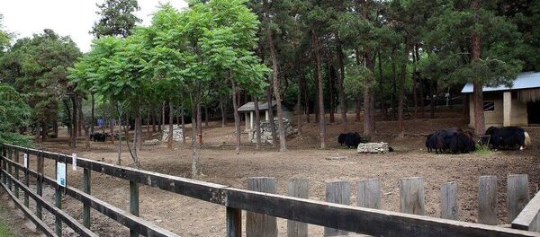 თბილისის ზოოპარკი - Sputnik საქართველო