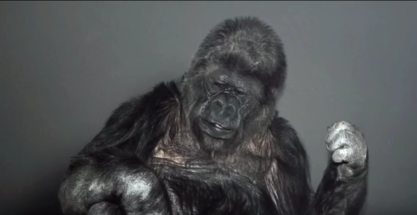 გორილა კოკო გორილა კოკო - Sputnik საქართველო