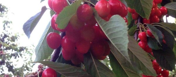 Черешня Черешня - Sputnik Грузия