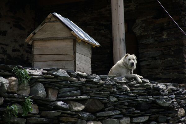 Грузинская горная собака в высокогорном селе Ушгули в Грузии. - Sputnik Грузия