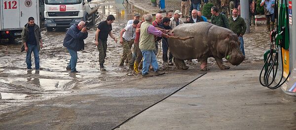 Бегемот Беги, сбежавший из тбилисского зоопарка после наводнения - Sputnik Грузия